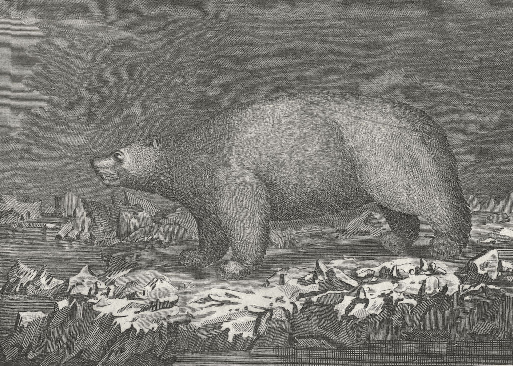 ALASKA. CANADA. Polar bear found, ice c1770 old antique vintage print picture